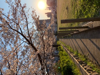 桜